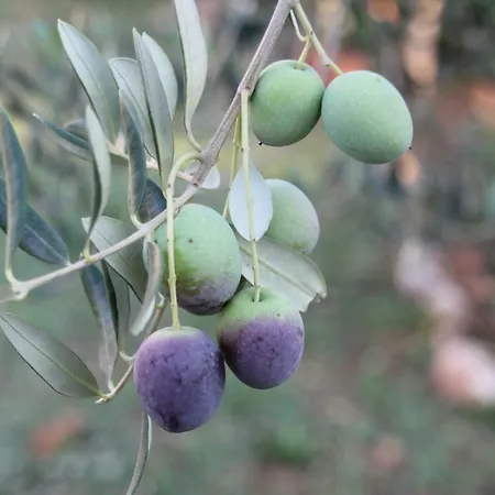 Cozyplace Apartamento *