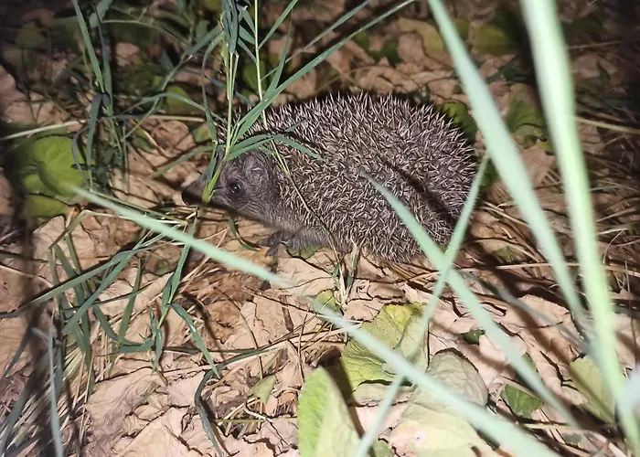 Cozyplace זאדאר