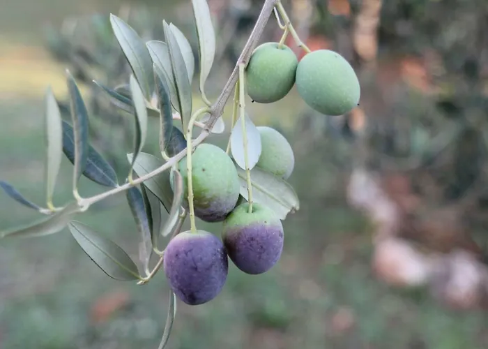 Cozyplace דירה *