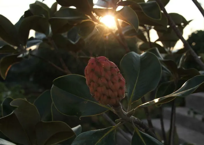 Cozyplace זאדאר